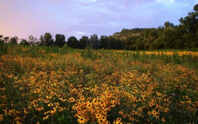 Come See Clare’s Meadow