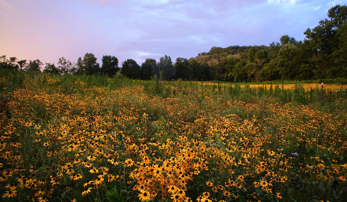 Photo by Gary Pinkerton. Photo by Gary Pinkerton.