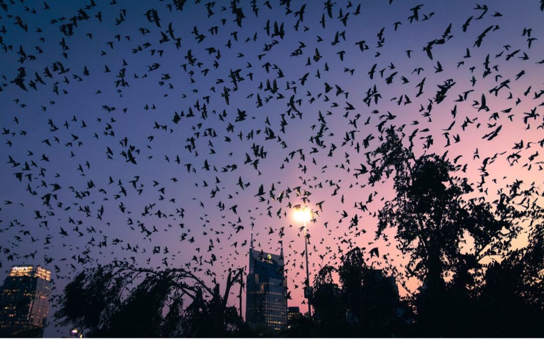 Music City’s Purple Martin Phenomenon