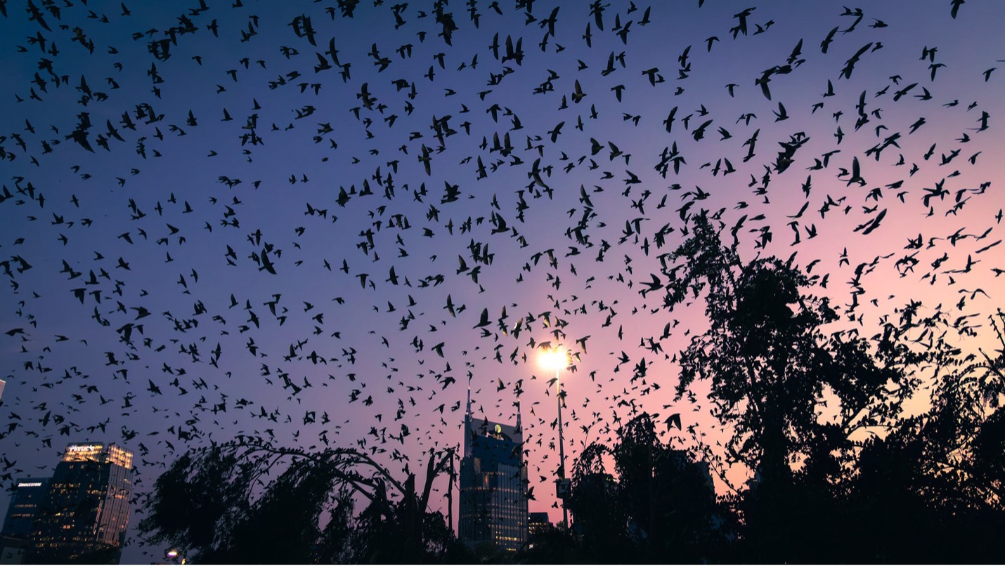 PurpleMartinsDowntownNashville Purple Martins in Downtown Nashville. Photo by Terry Cook.