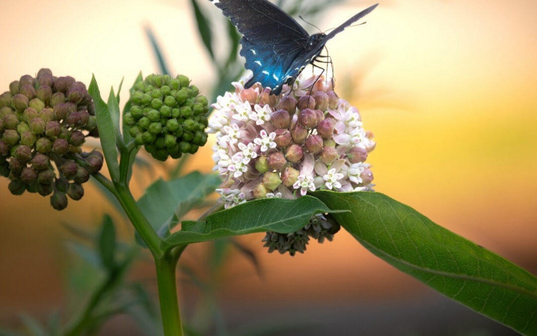 Butterfly Conservation in Warner Parks