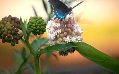 Butterfly Conservation in Warner Parks