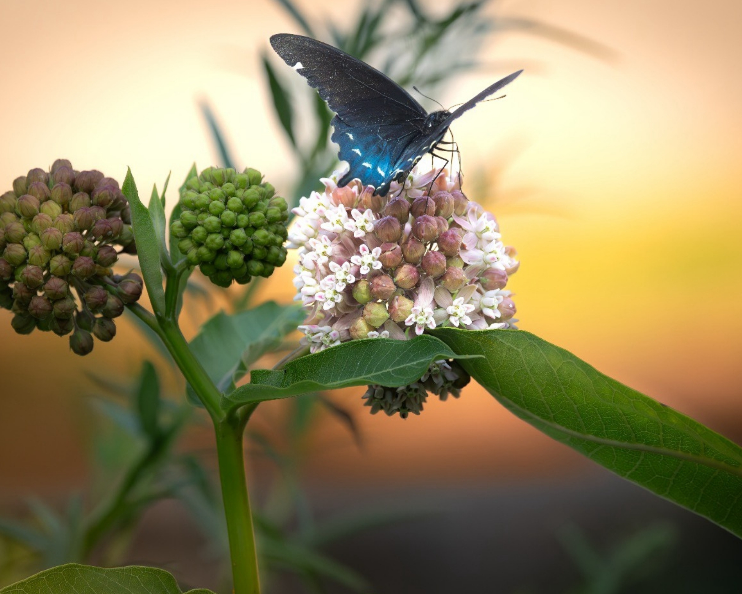 nababutterfly_4
