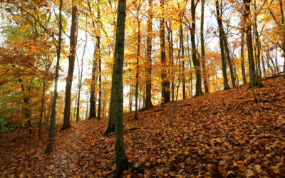 Nashville Formally Designates More Than 8,500 Acres as Natural Areas