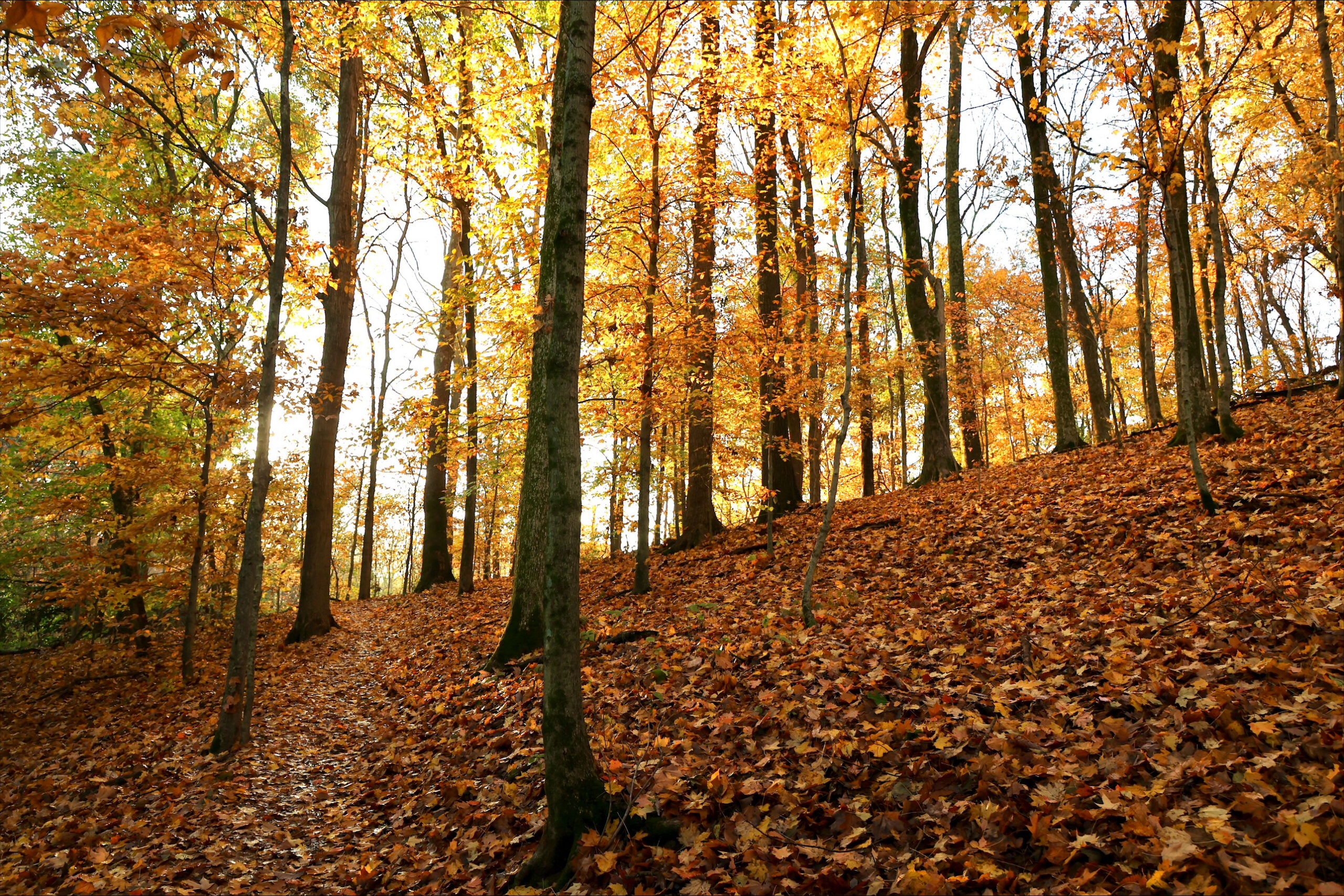 Warner Parks in the Fall by Gary Pinkerton